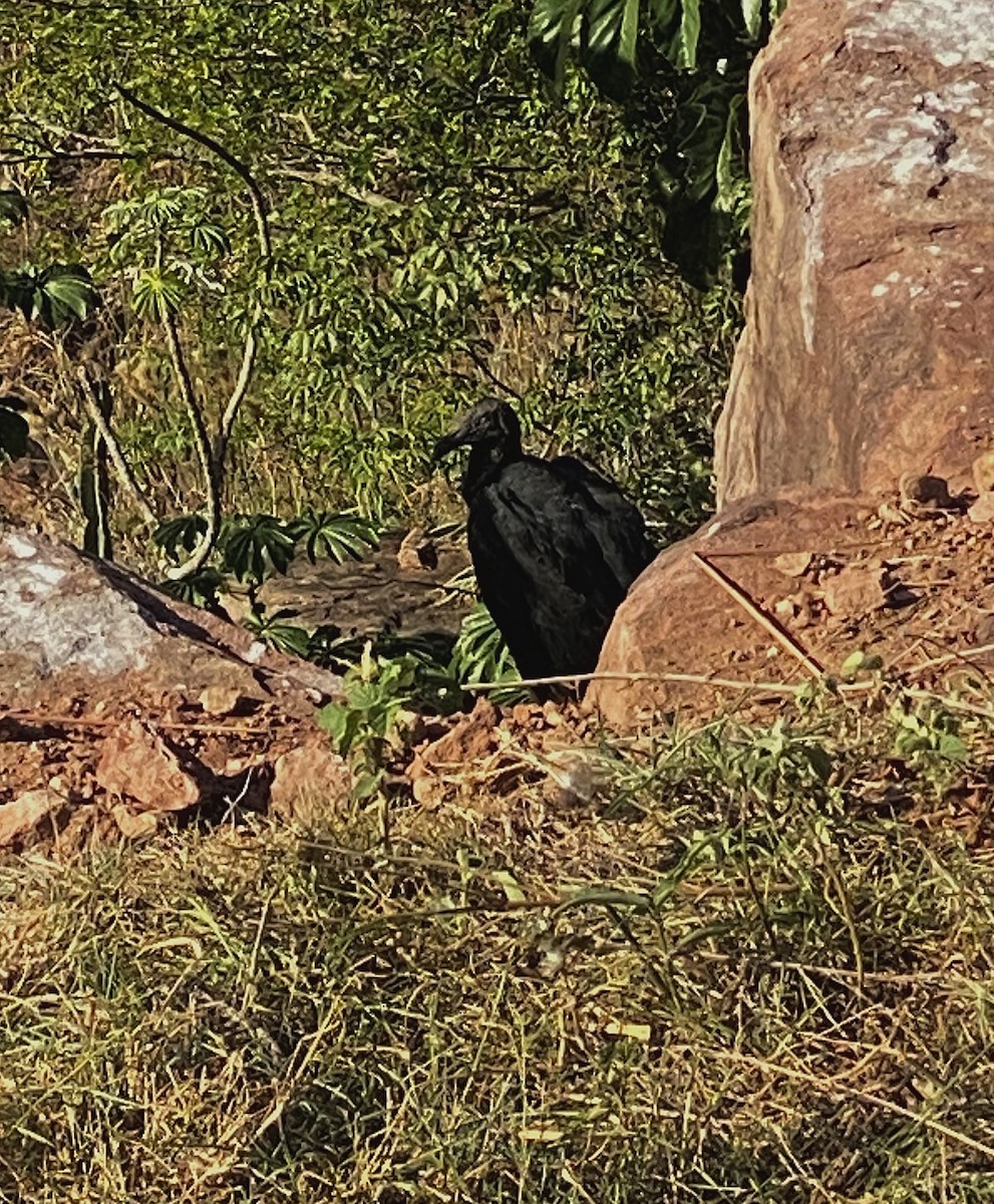 Black Vulture - Ana Brítez