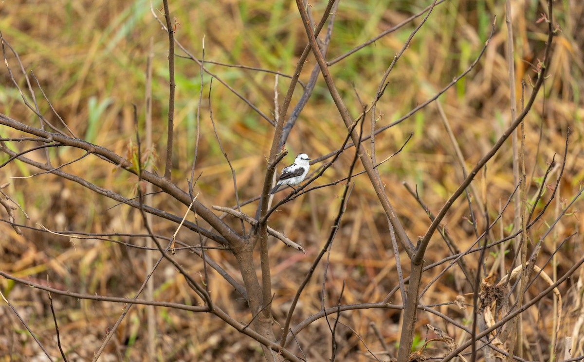 Pied Water-Tyrant - Alejandro Neri Pérez