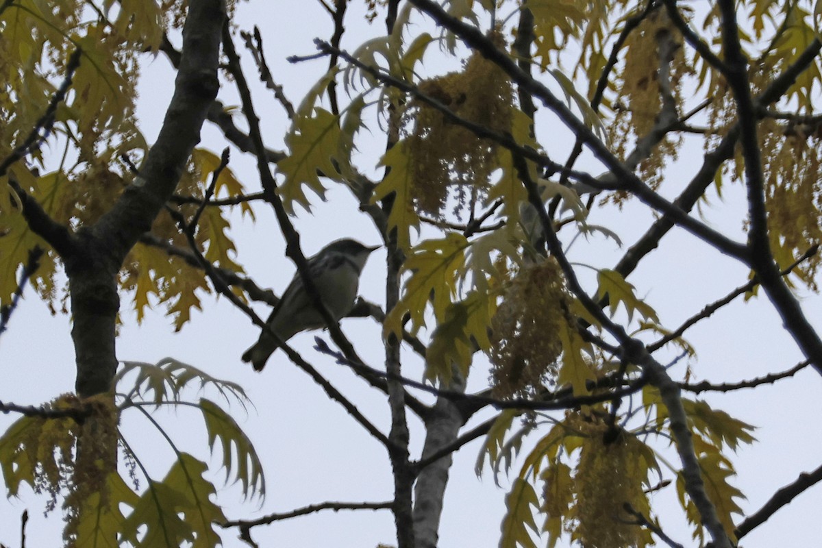 Cerulean Warbler - Larry Therrien