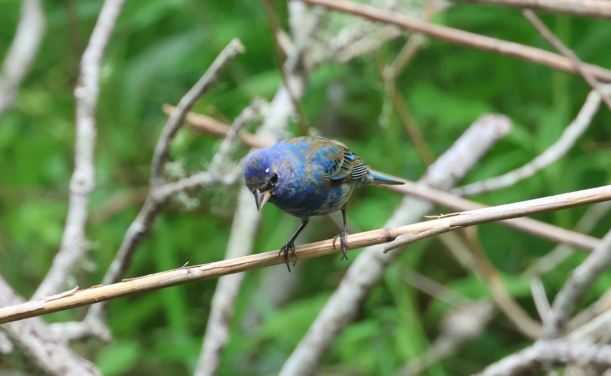 Indigo Bunting - John Drummond