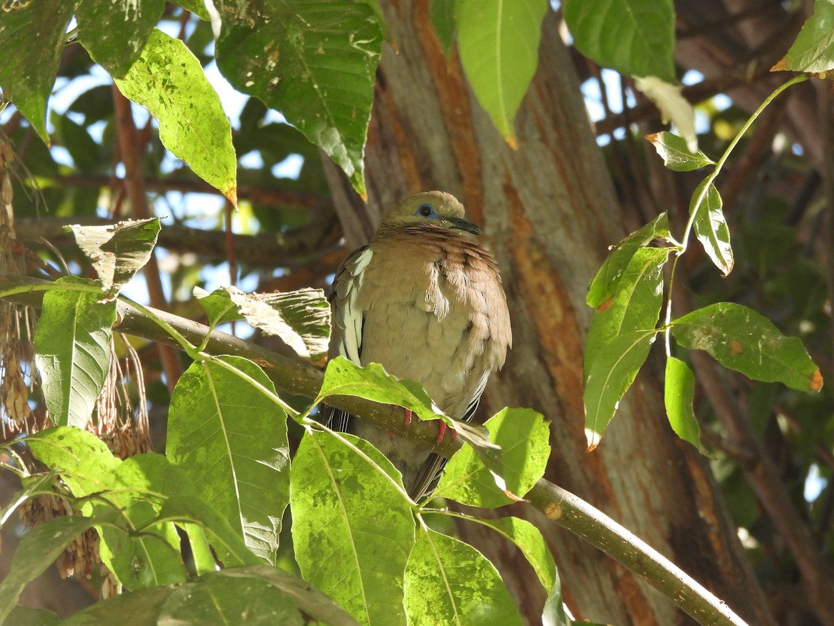 Peru Kumrusu - ML618900536