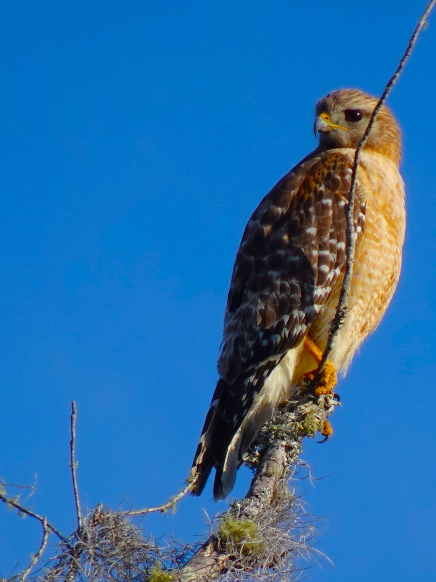 Red-shouldered Hawk - ami horowitz