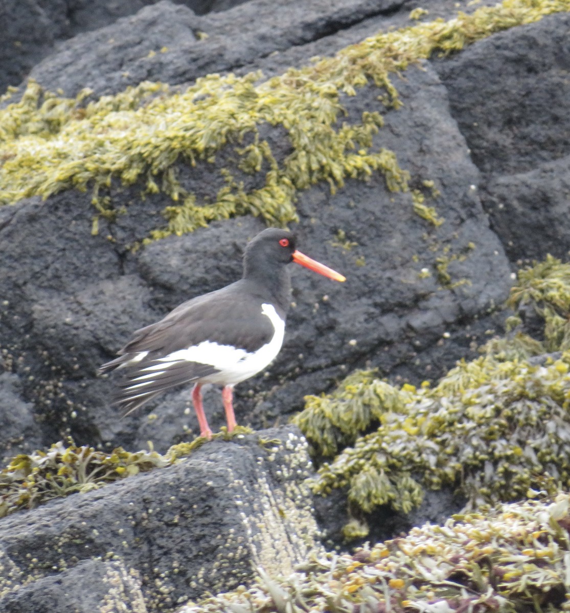 Eurasian Oystercatcher - Sally Bergquist