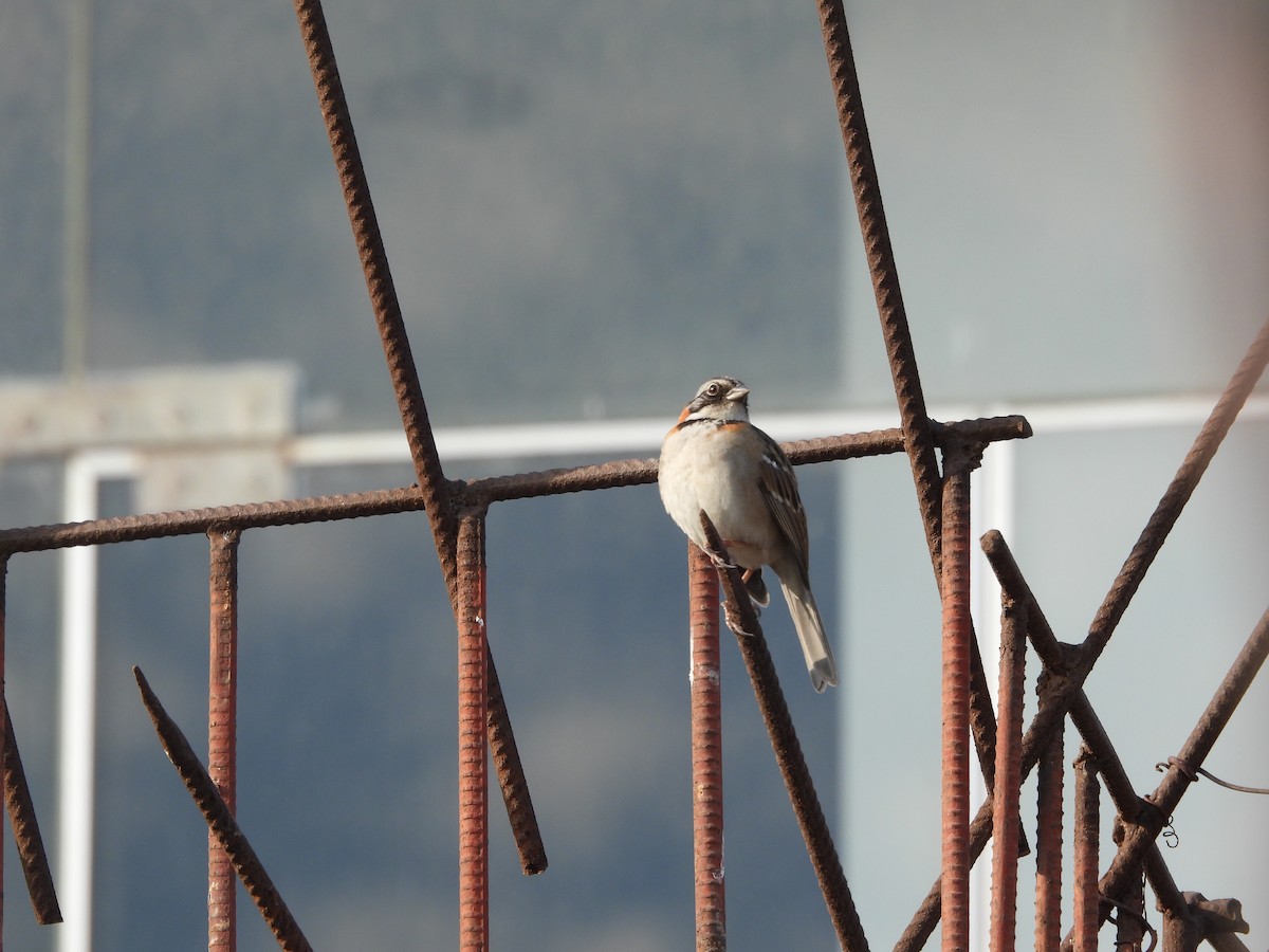 Rufous-collared Sparrow - Diego Guevara Soto