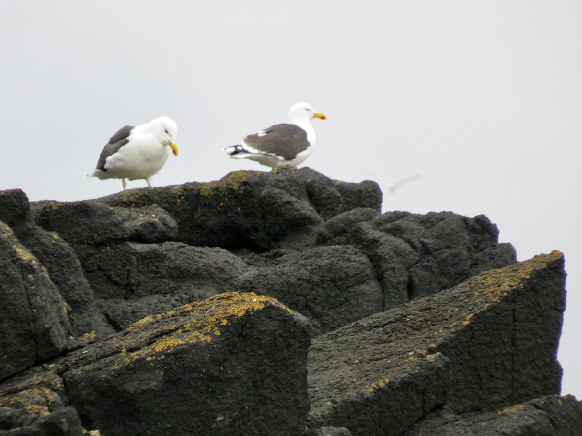 Great Black-backed Gull - Sally Bergquist