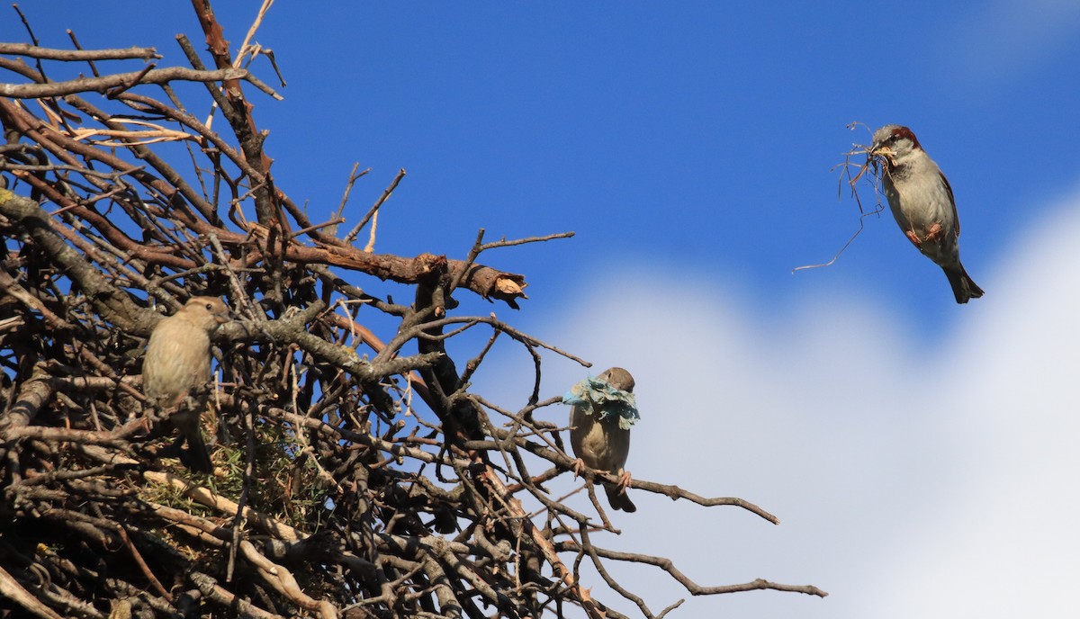 House Sparrow - ML618900565