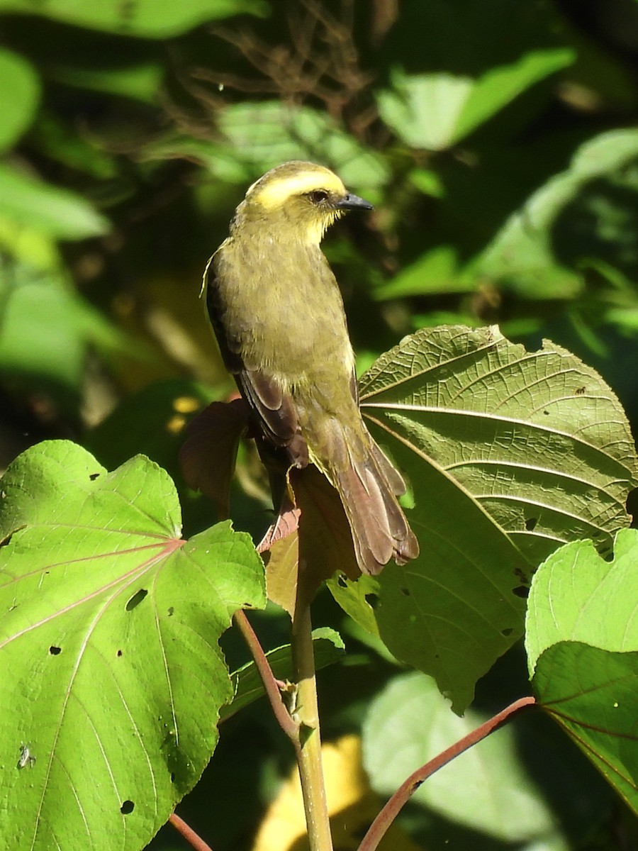 Lemon-browed Flycatcher - ML618900583