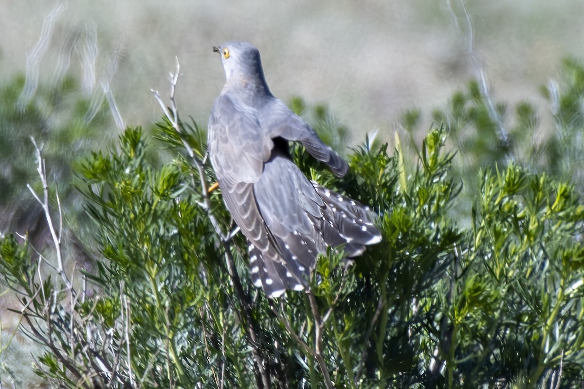 Common Cuckoo - Göktuğ  Güzelbey