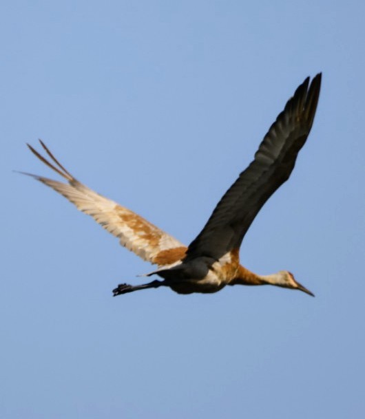 Sandhill Crane - Joe  Terry