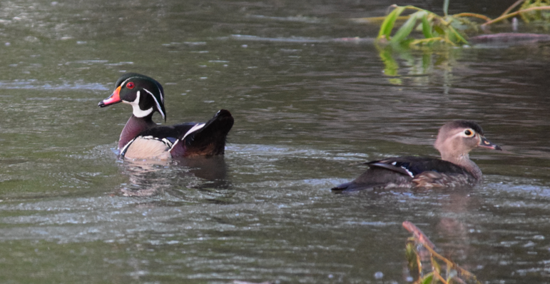 Wood Duck - Annie Beckstrand