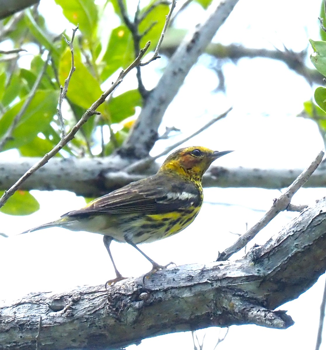 Cape May Warbler - ML618900669