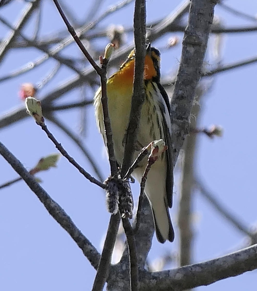 Blackburnian Warbler - Sandra Dennis