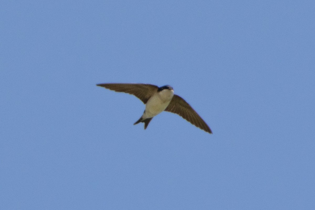 Western House-Martin - ML618900671