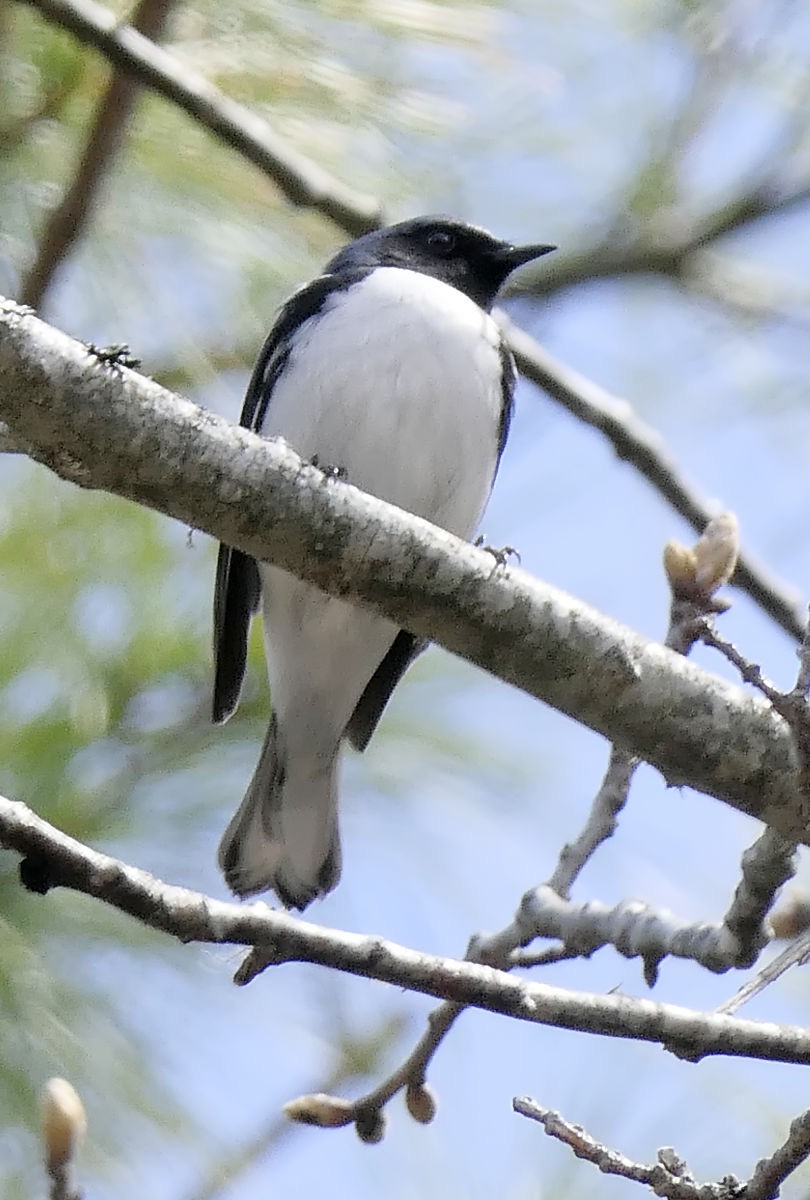 Black-throated Blue Warbler - Sandra Dennis