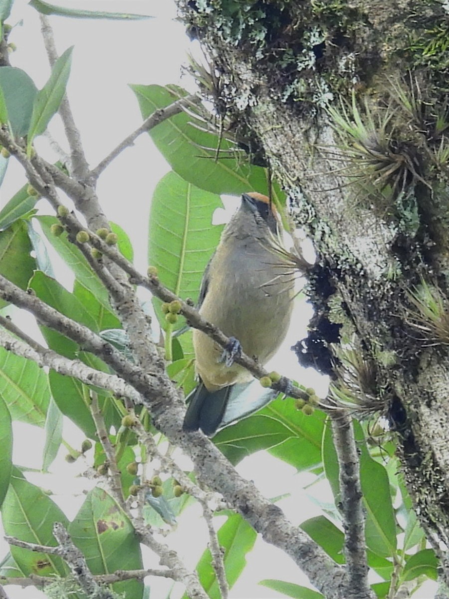 Burnished-buff Tanager - Jhon Carlos Andres Rivera Higuera