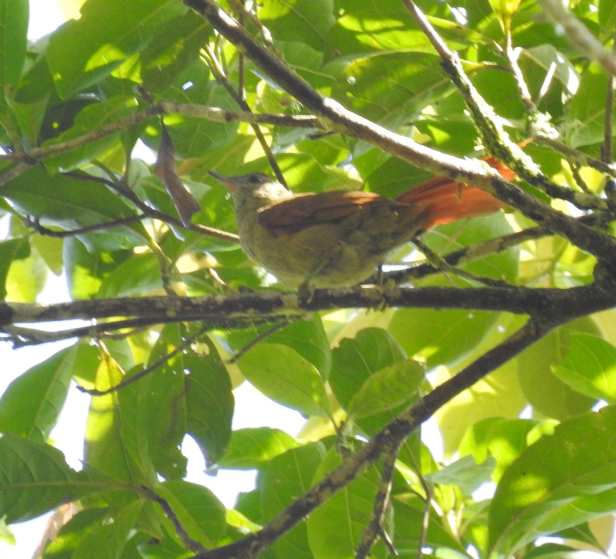 Speckled Spinetail - ML618900683