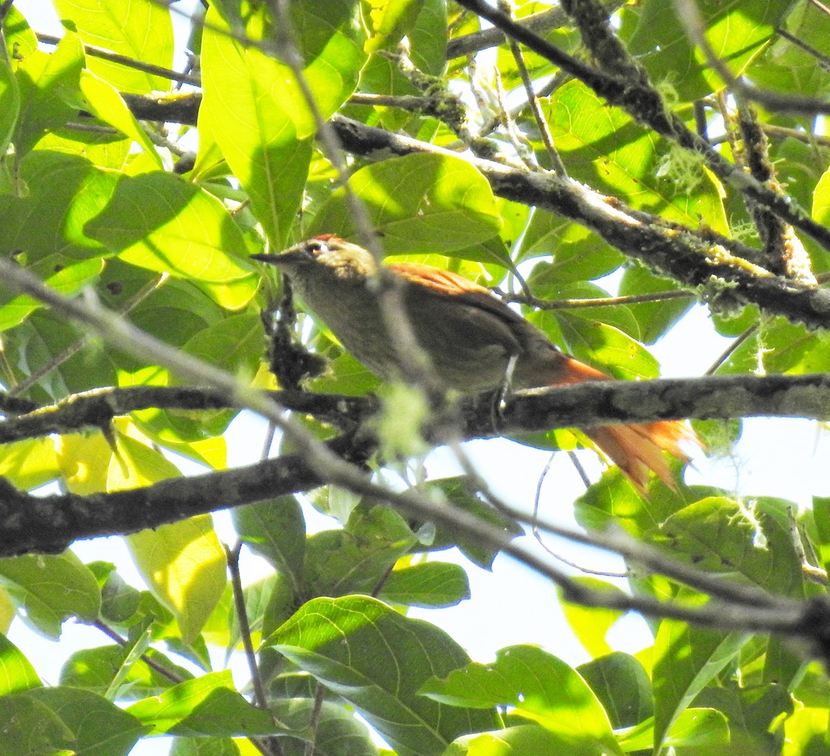 Speckled Spinetail - ML618900684