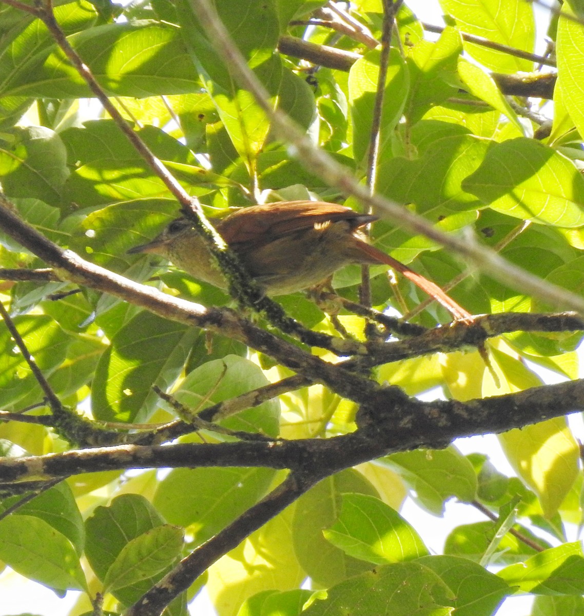 Speckled Spinetail - ML618900685