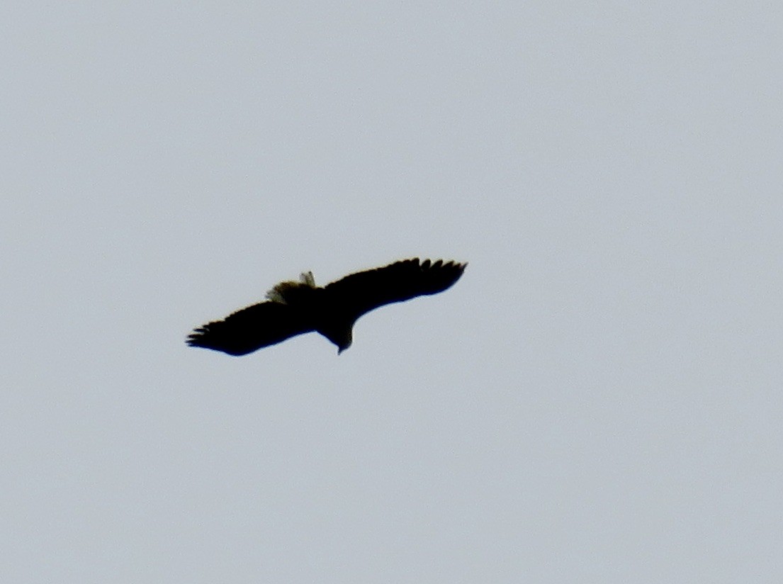 White-tailed Eagle - Sally Bergquist