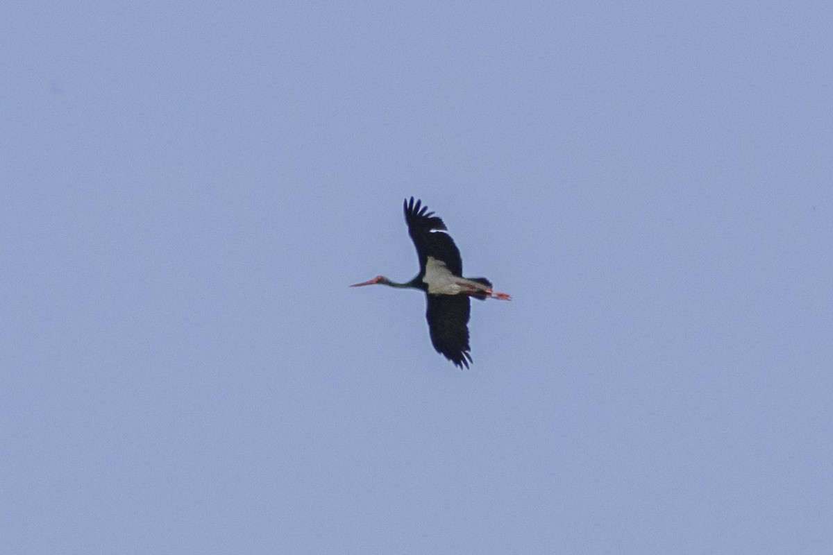 Black Stork - Radoslav Devedzhiev