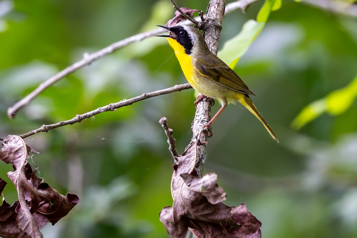 Common Yellowthroat - ML618900719