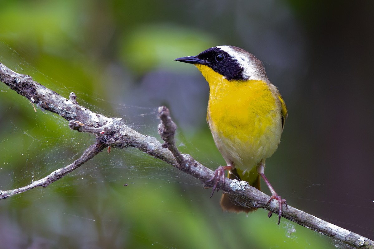 Common Yellowthroat - ML618900721