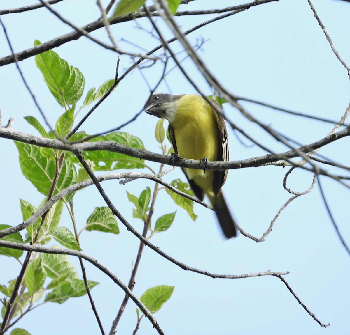 Social Flycatcher - Manuel Pérez R.