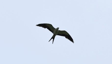 Swallow-tailed Kite - ML618900733