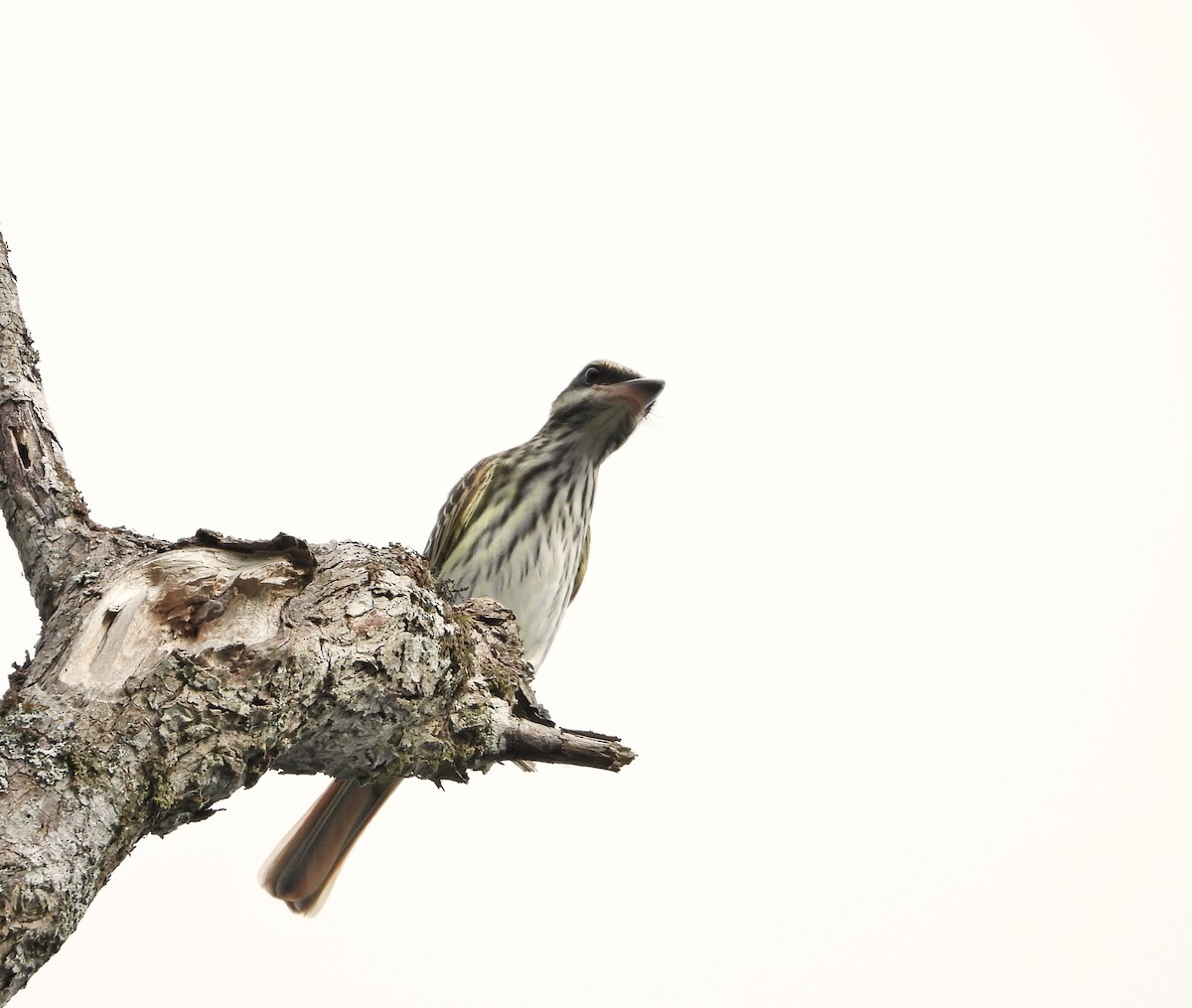 Streaked Flycatcher - Manuel Pérez R.