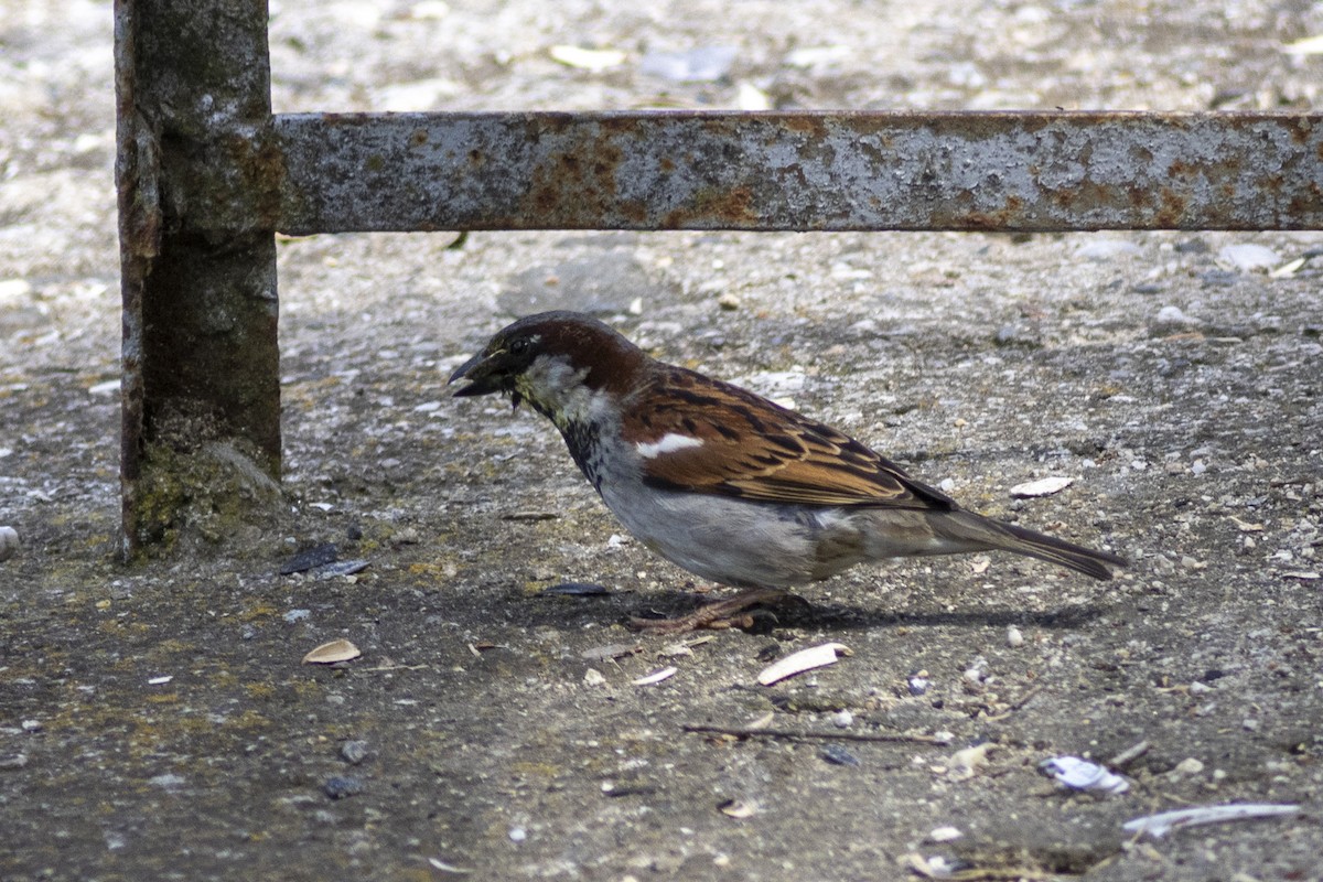 House Sparrow - Radoslav Devedzhiev