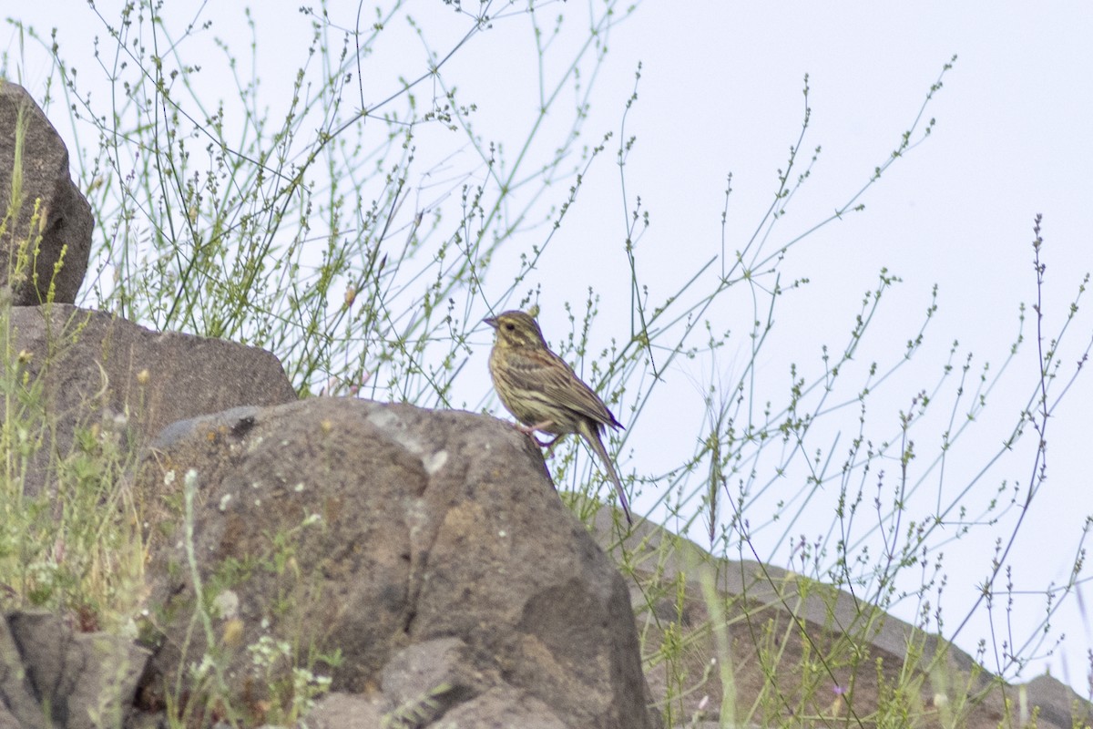 Cirl Bunting - Radoslav Devedzhiev