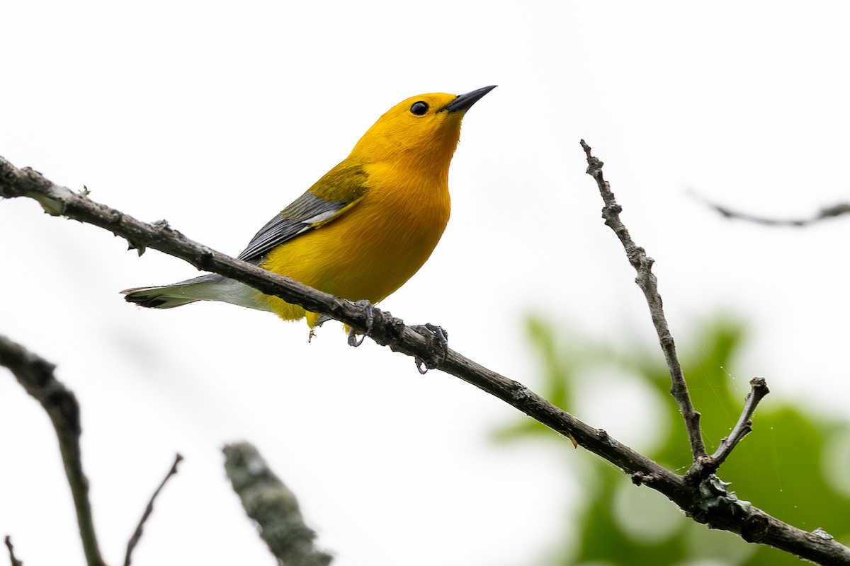 Prothonotary Warbler - Lance Runion 🦤