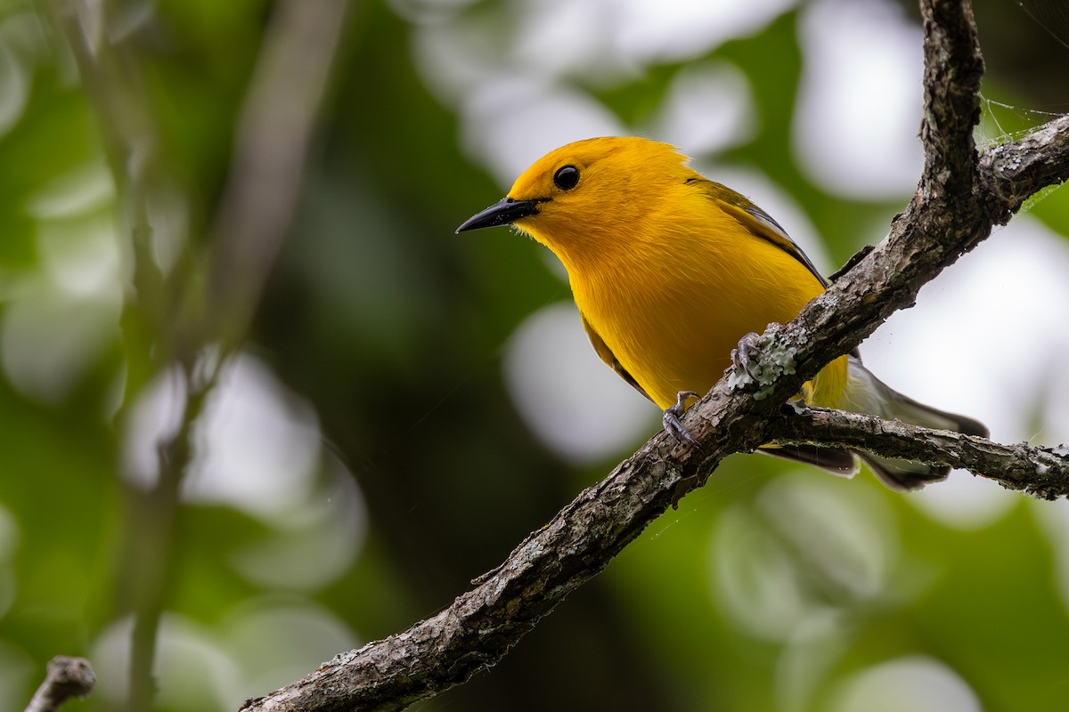 Prothonotary Warbler - Lance Runion 🦤