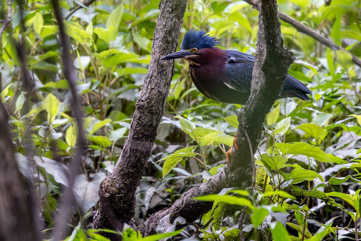 Green Heron - ML618900774