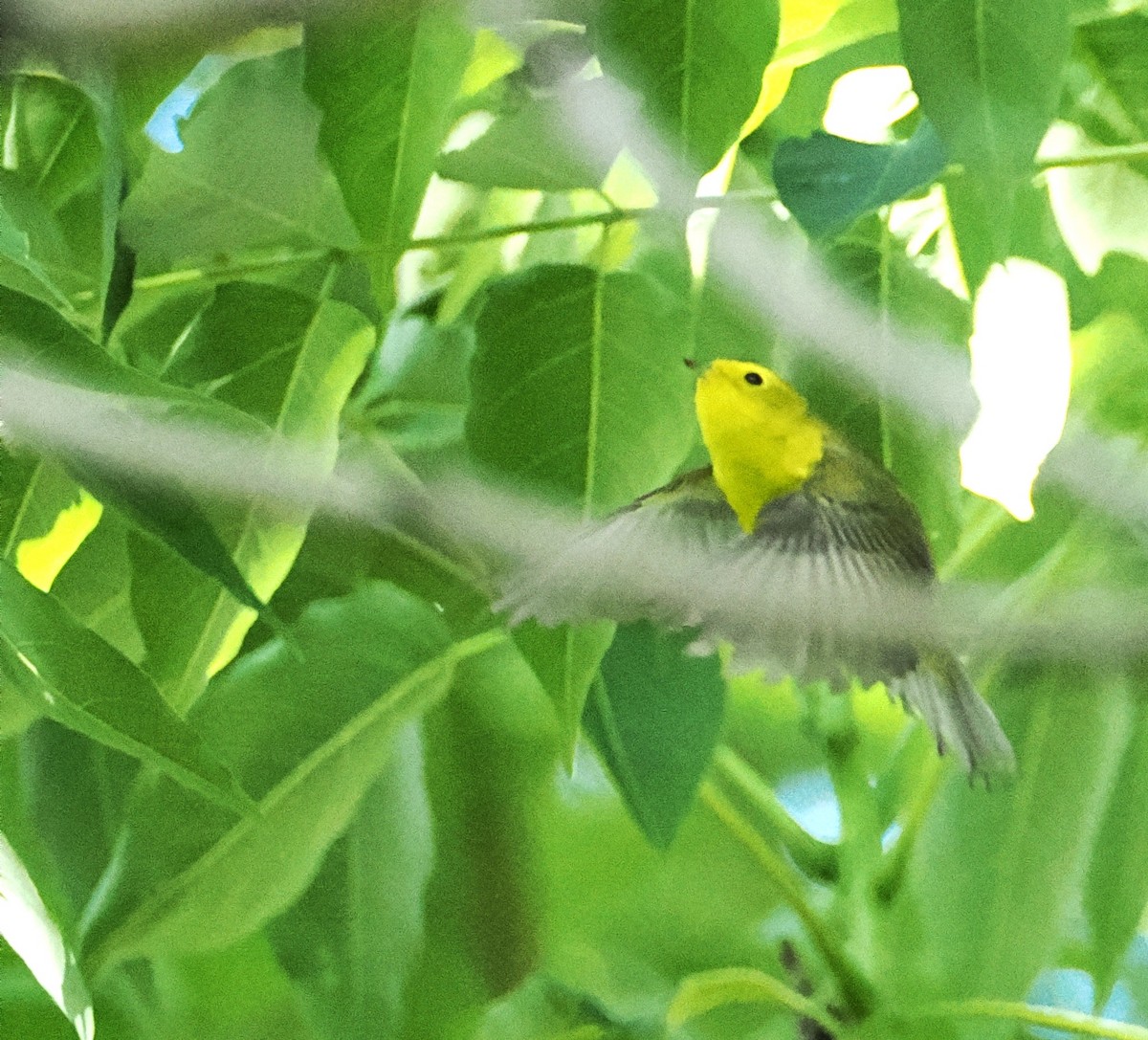 Wilson's Warbler - Kent Davis