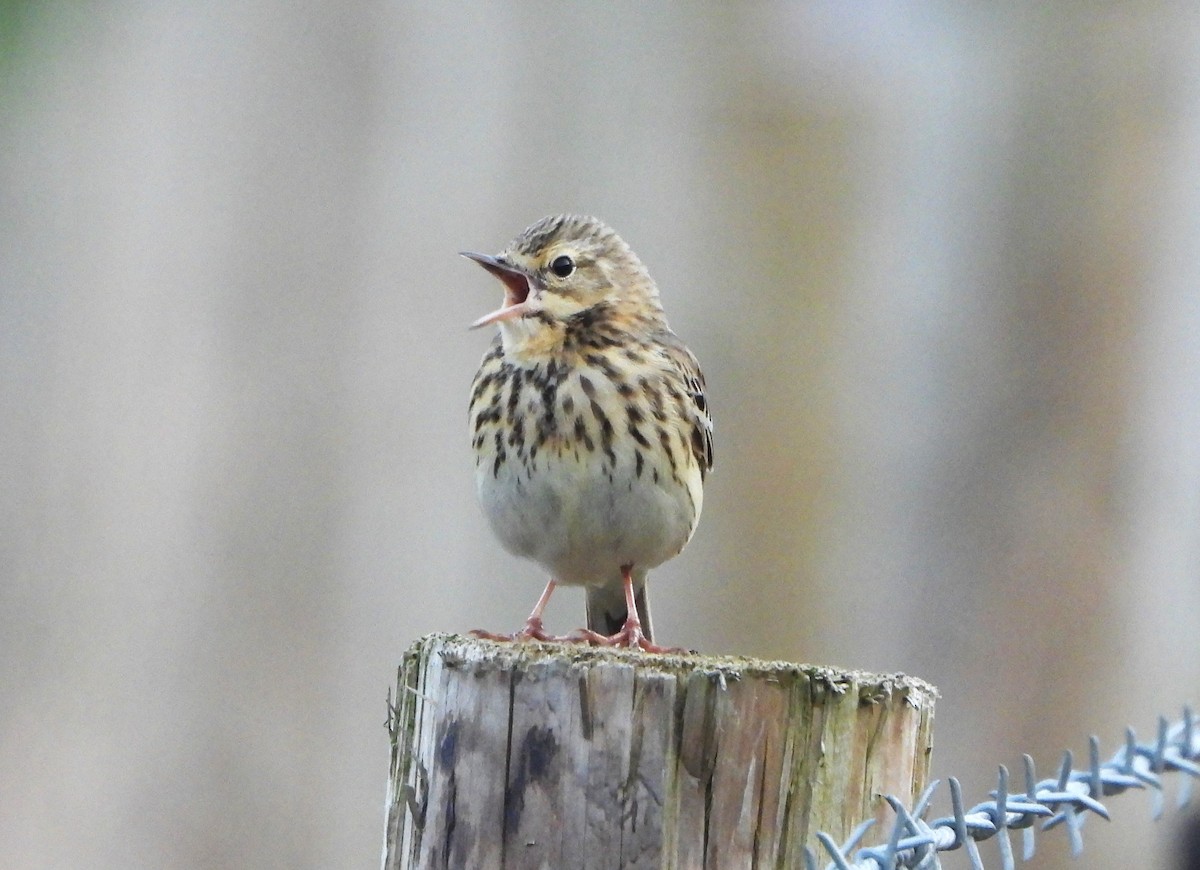 Tree Pipit - Eddie Williams