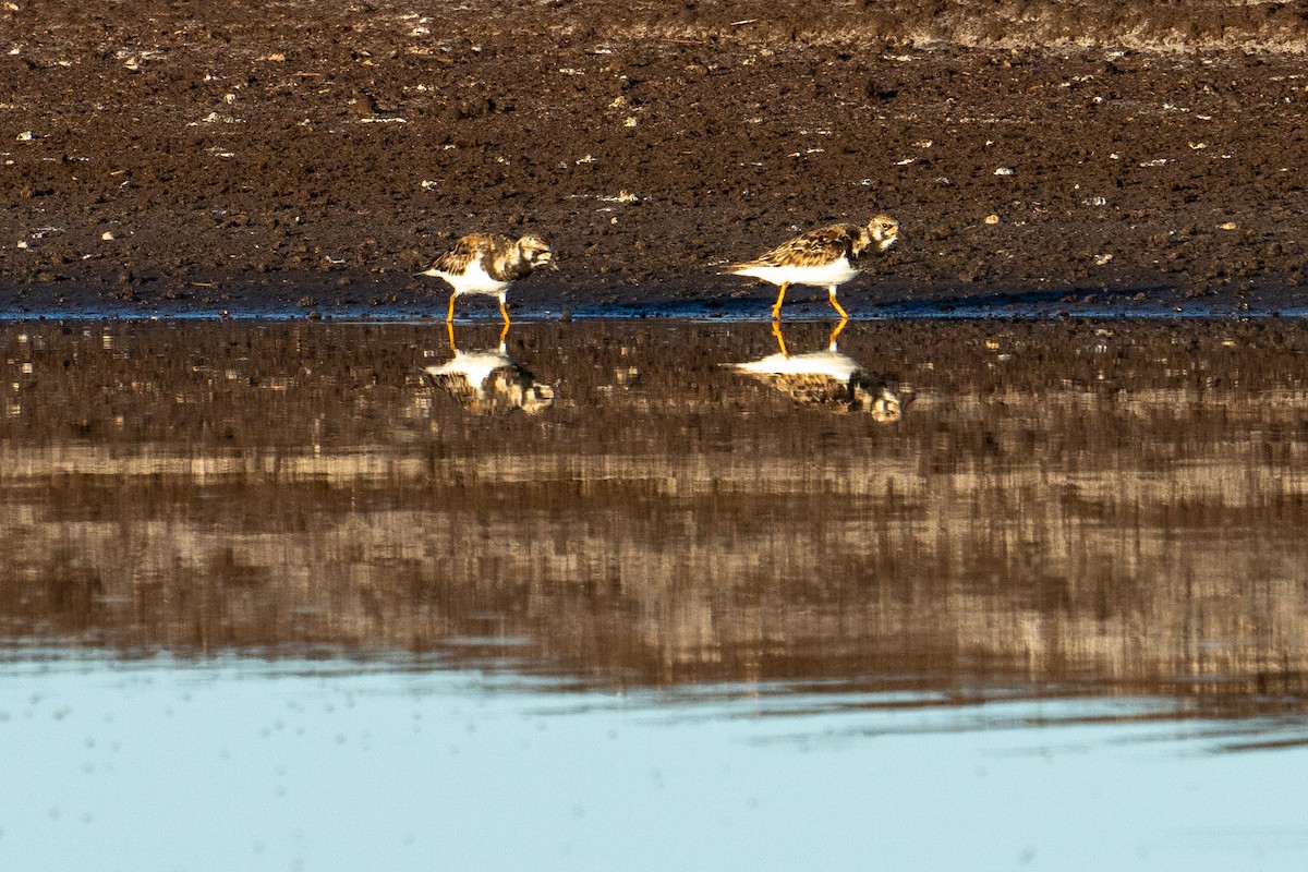 キョウジョシギ - ML618900810