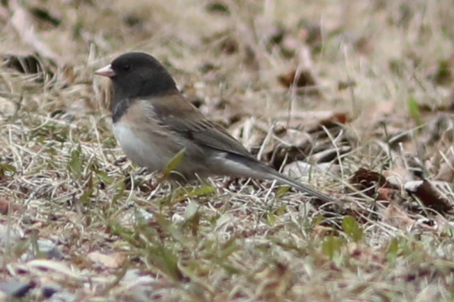 Dark-eyed Junco (Oregon) - Irene Crosland