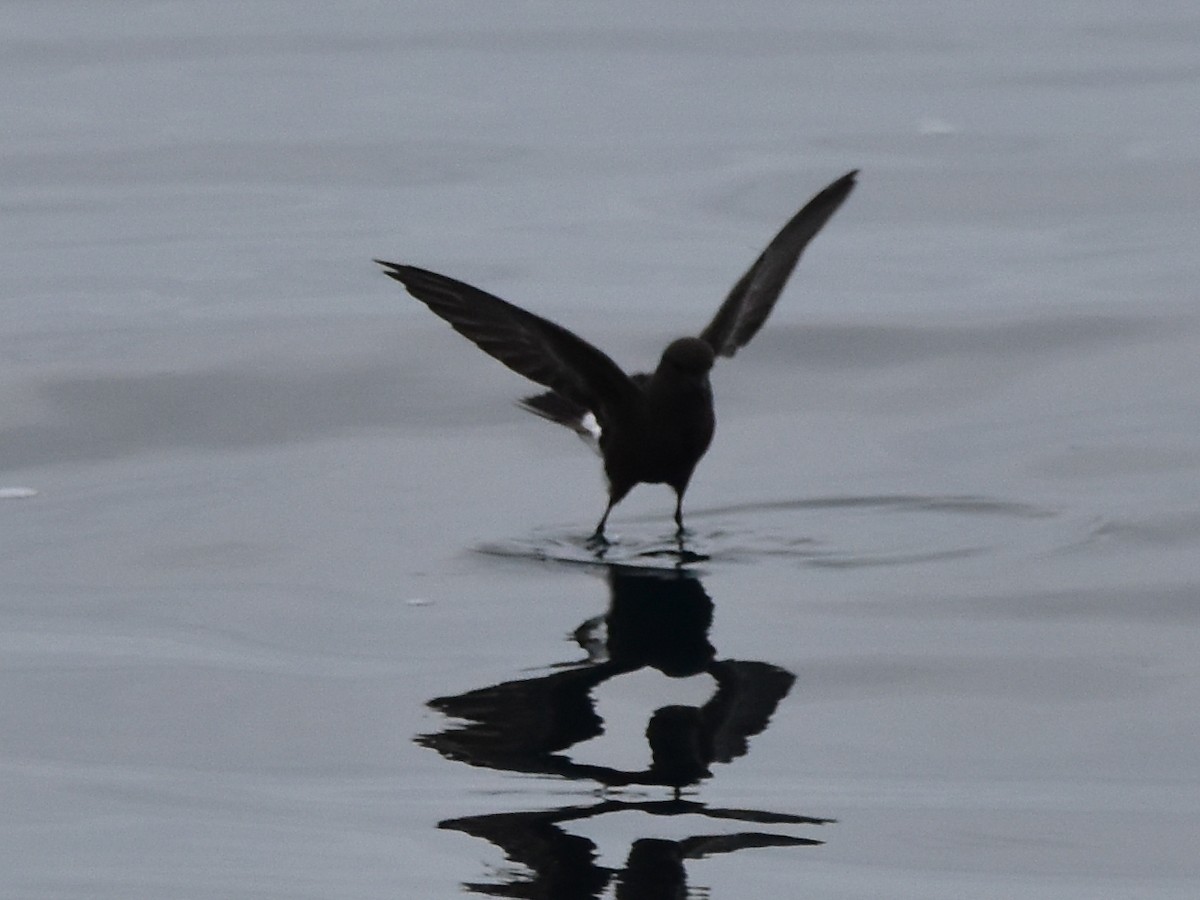 Wilson's Storm-Petrel - ML618900818