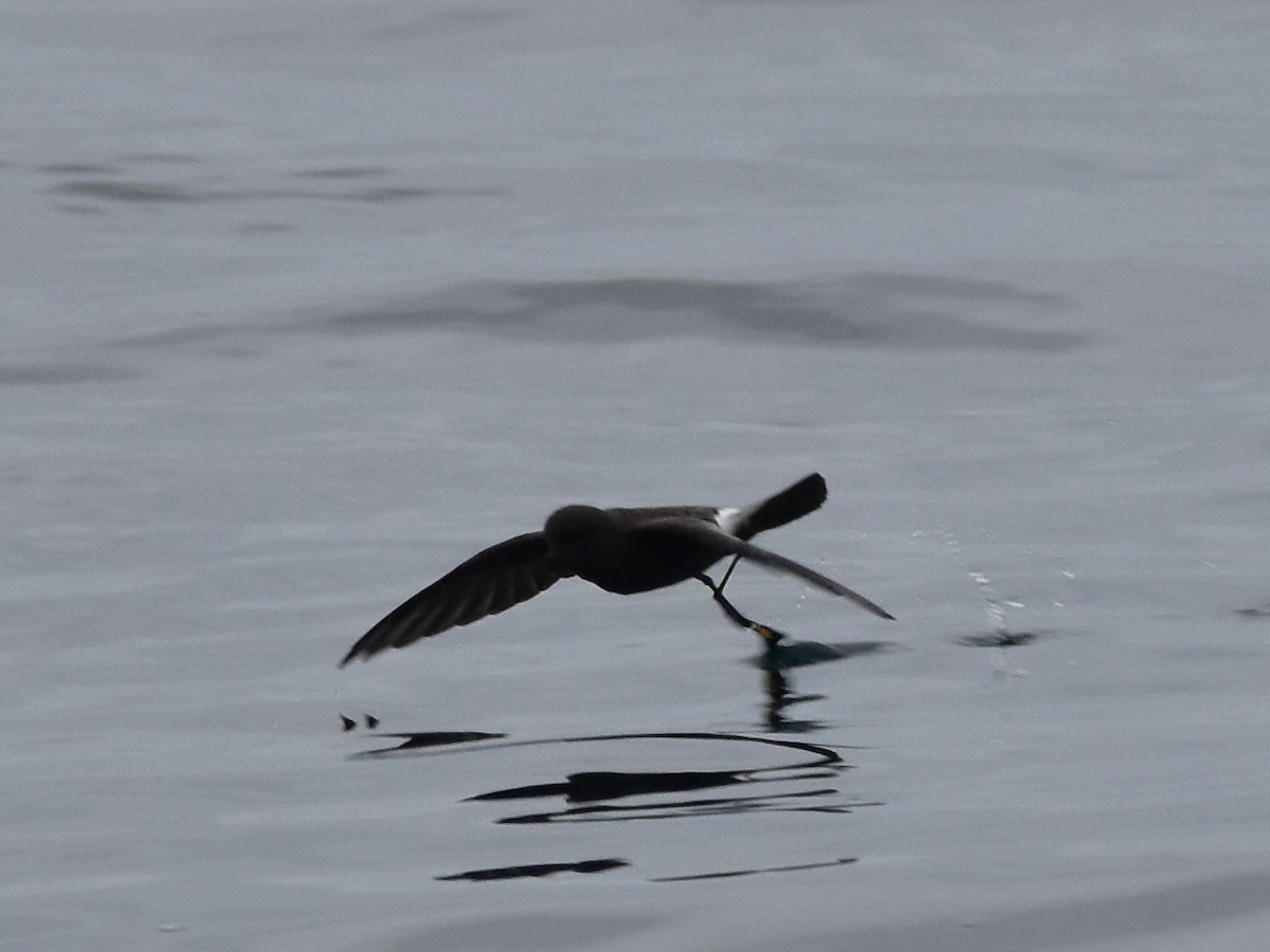 Wilson's Storm-Petrel - ML618900823