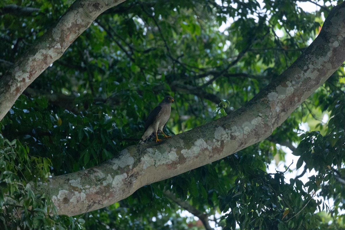 Roadside Hawk - ML618900839