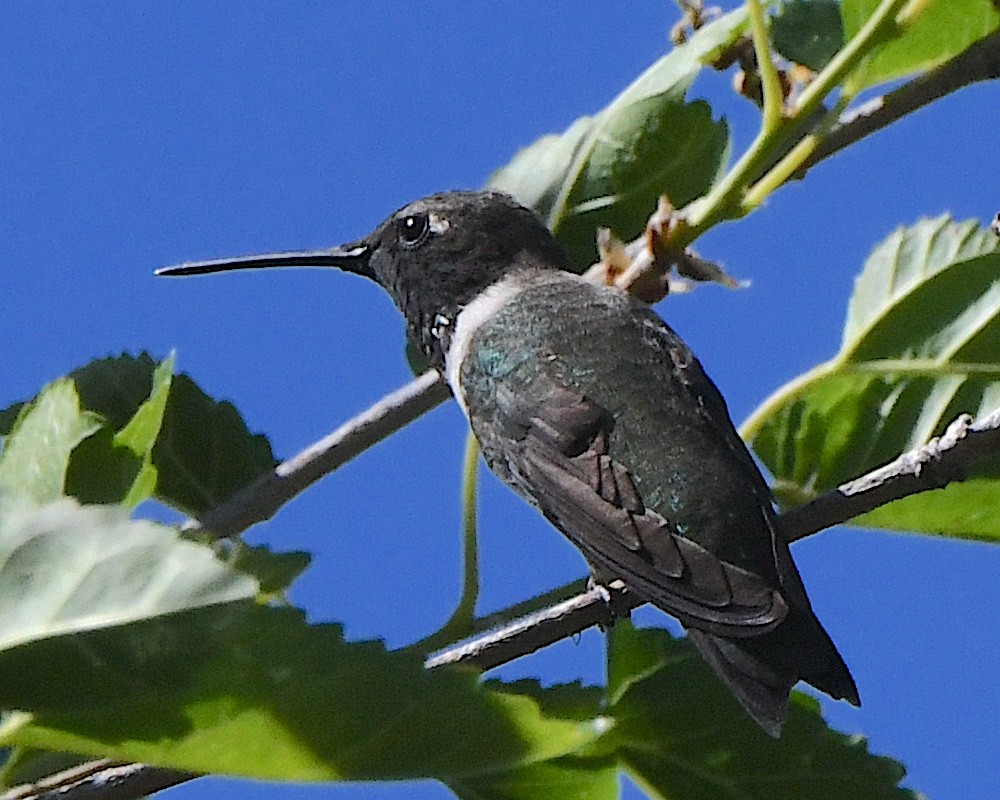 Black-chinned Hummingbird - Ted Wolff