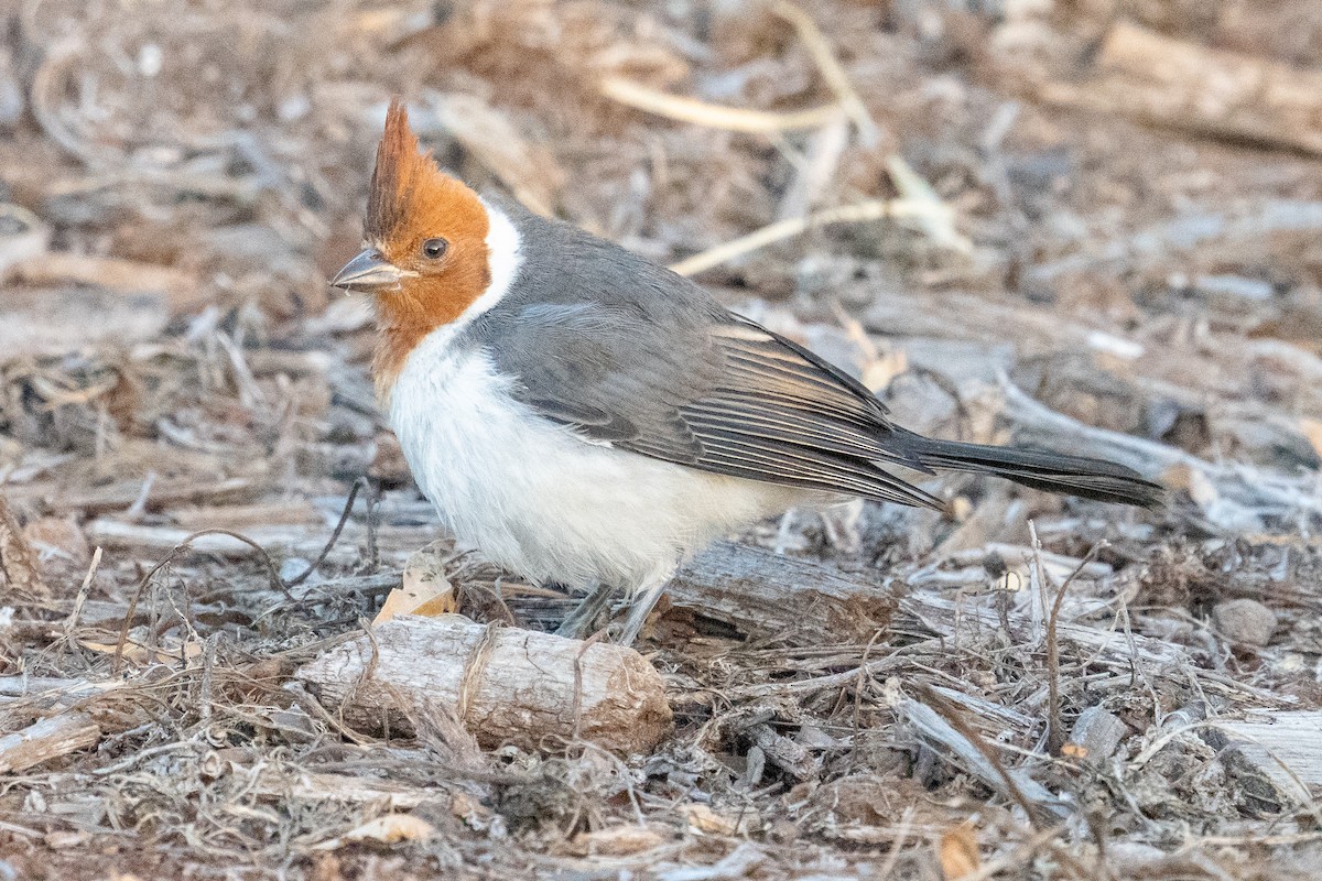 Red-crested Cardinal - Mark Gordon