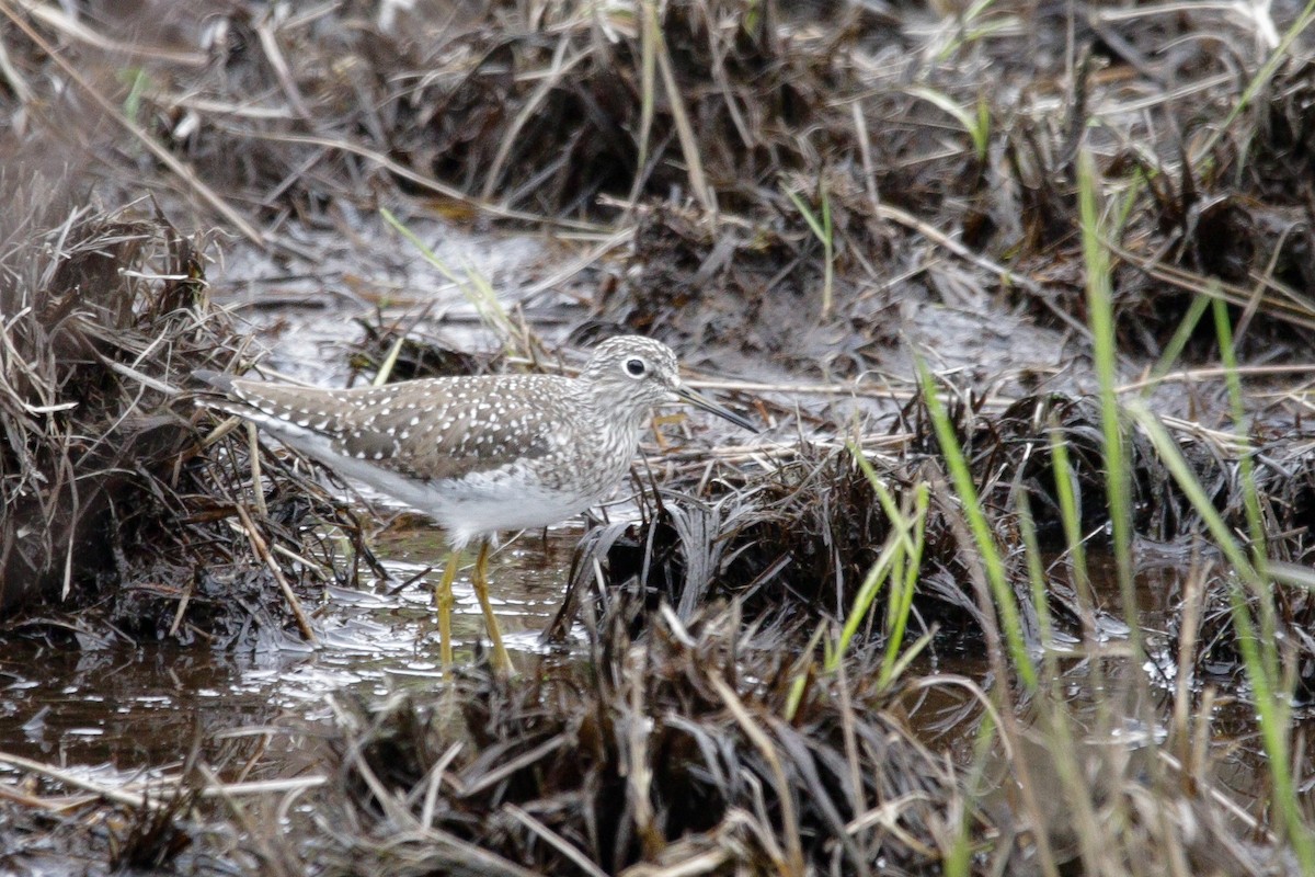Solitary Sandpiper - Catherine Holland