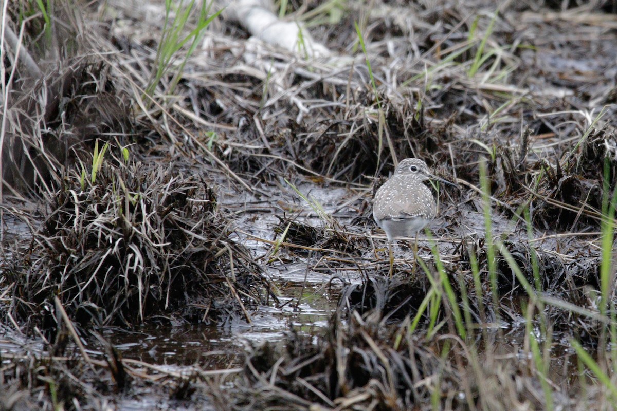 Solitary Sandpiper - Catherine Holland