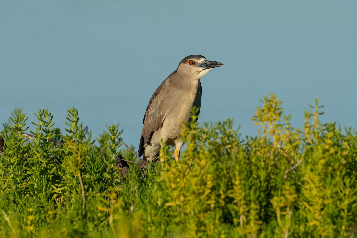 Black-crowned Night Heron - ML618900861