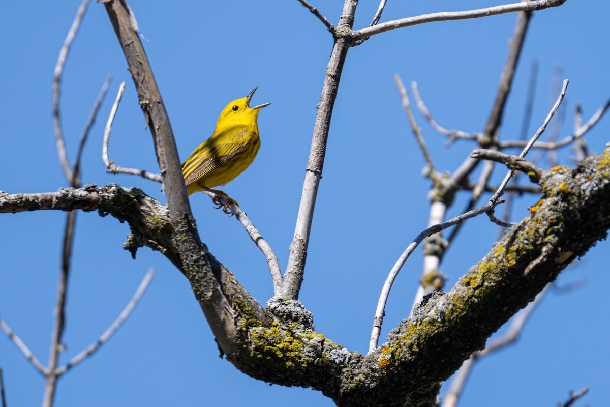 Yellow Warbler - Matt Saunders