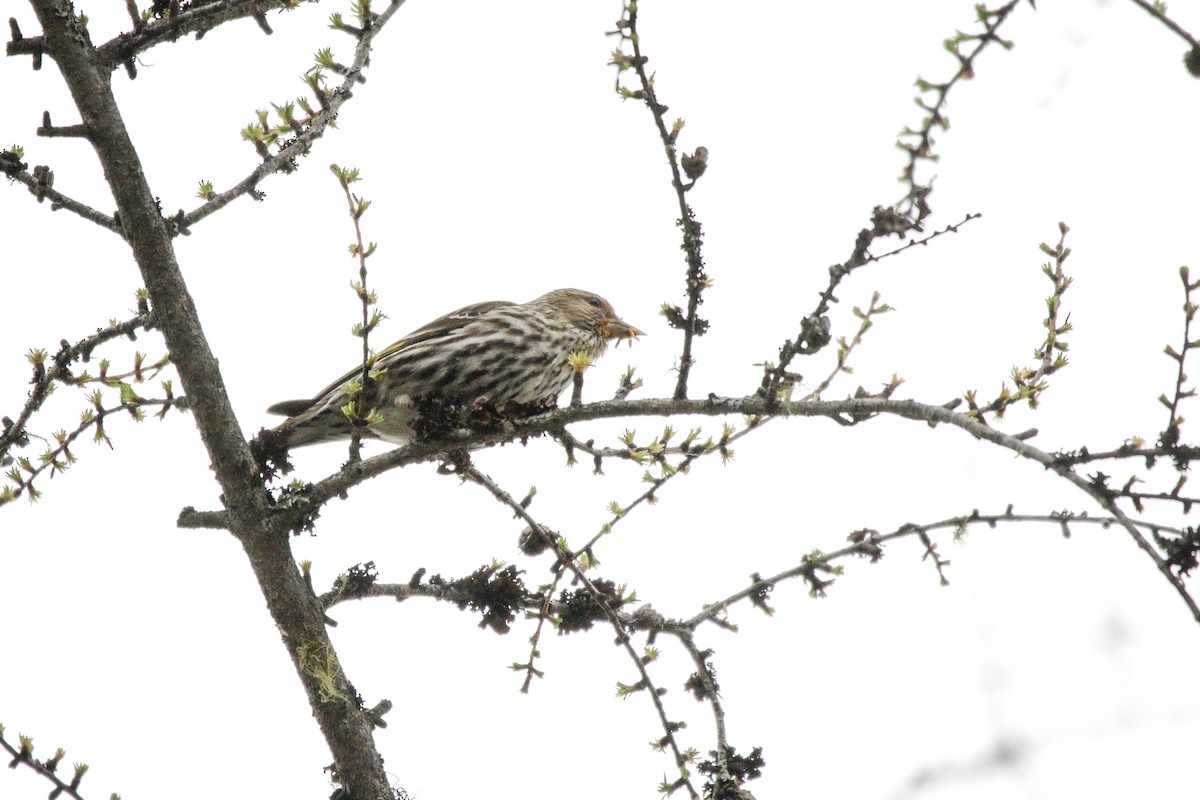 Pine Siskin - Catherine Holland