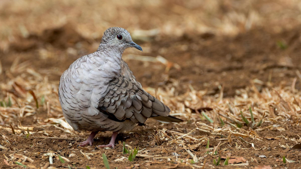 Inca Dove - John Andersen