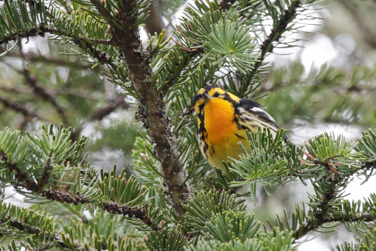 Blackburnian Warbler - Catherine Holland